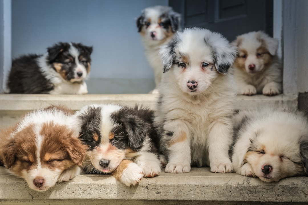 Photo Bully puppy